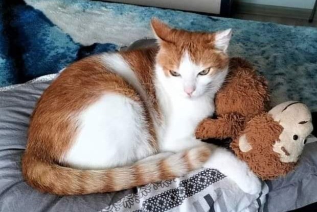 Alerta de Desaparición Gato cruce  Macho , 10 años Saint-Laurent-sur-Mer Francia